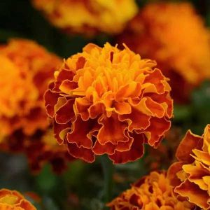 Marigold Hot Pak Harmony