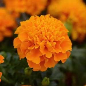 Marigold Hot Pak Orange