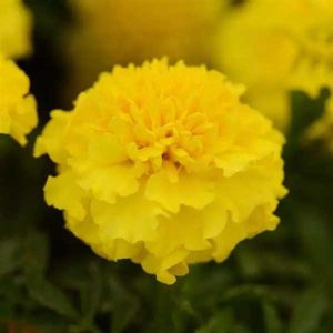 Marigold Hot Pak Yellow