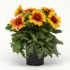 Mesa Bright Bicolor Gaillardia