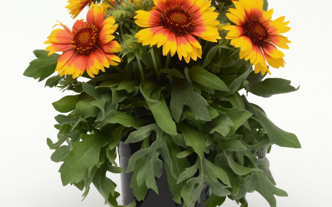 Gaillardia Planting & Growing Instructions