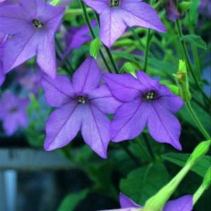 Nicotiana Perfume Blue