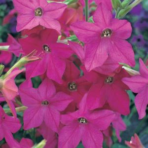 Nicotiana Perfume Bright Rose