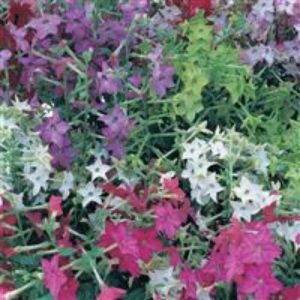 Nicotiana Perfume Mix