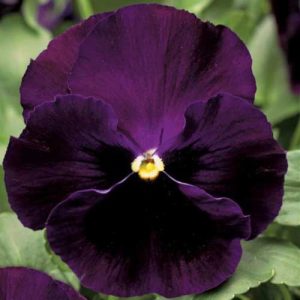 Pansy Colossus Purple Blotch