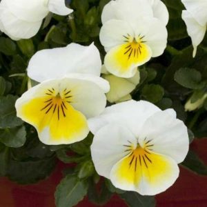 Pansy Freefall Cream