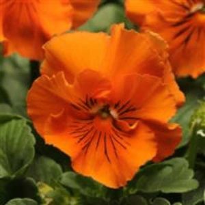 Pansy Frizzle Sizzle Orange