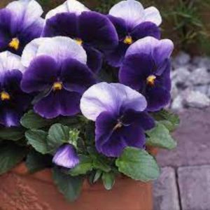 Pansy Matrix Beaconsfield