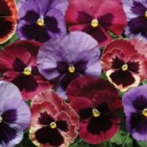 Pansy Matrix Coastal Sunrise Mix