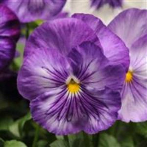 Pansy Matrix Lavender Shades