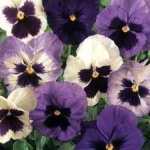 Pansy Matrix Ocean Breeze Mix