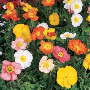 Papaver Champagne Bubbles Mix