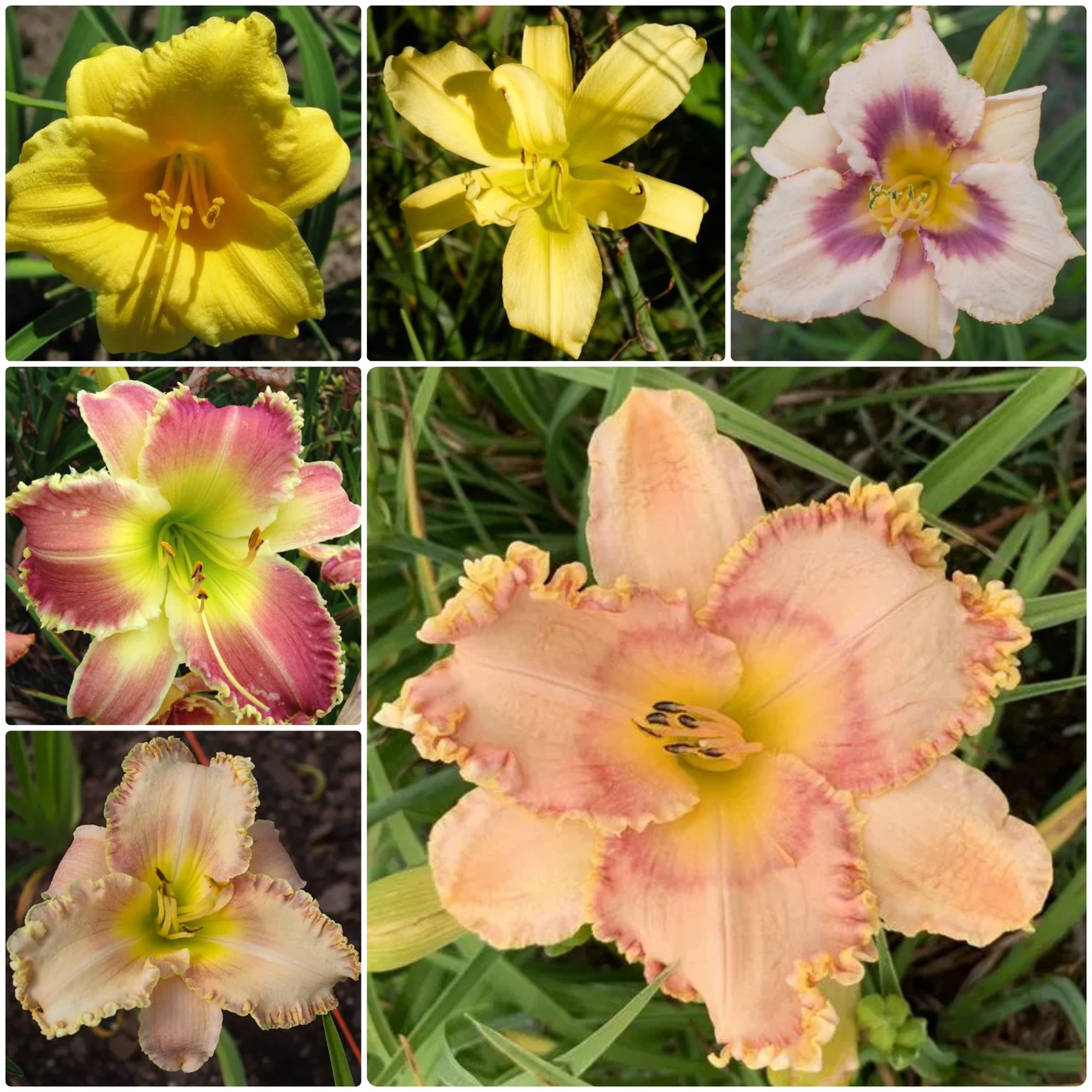 Petite Perfection Daylily Collection