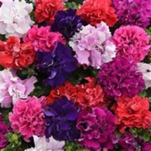 Petunia Double Cascade Mix