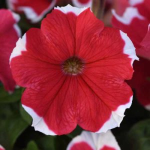 Petunia Dream Red Picotee