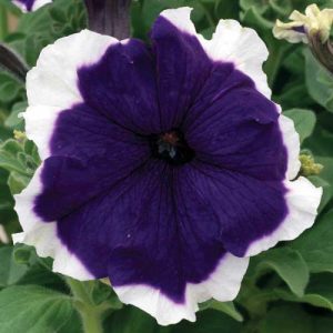 Petunia Frost Blue