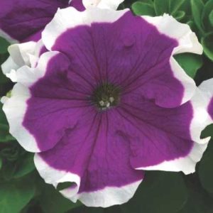 Petunia Frost Velvet