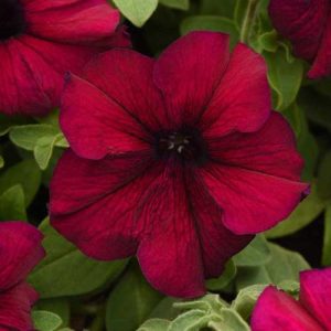 Petunia Supercascade Burgundy