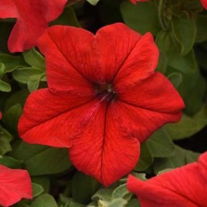 Petunia Supercascade Red