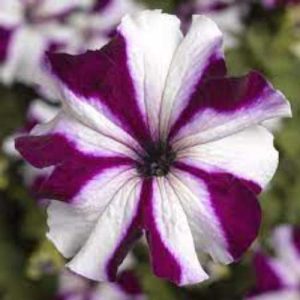 Petunia Tri Tunia Crimson Star