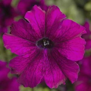 Petunia TriTunia Burgundy