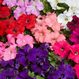 Petunia TriTunia Proformula Mix