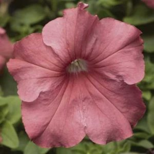 Petunia TriTunia Salmon