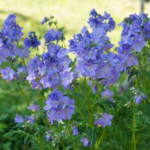 Polemonium Jacob's Ladder