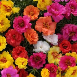 Portulaca Happy Hour Mixture