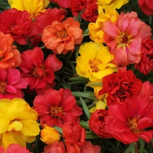 Portulaca Happy Hour Tropical Mixture