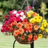 Portulaca Happy Trails_Hang