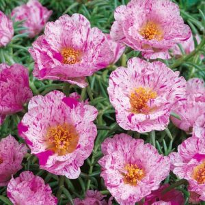 Portulaca Sundial Peppermint