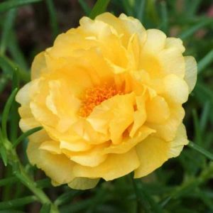 Portulaca Sundial Yellow