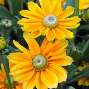 Rrudbeckia Prairie Sun