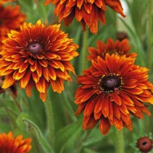 Rudbeckia Cherokee Sunset