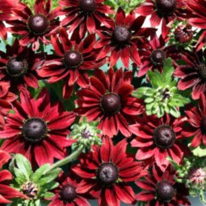 Rudbeckia Cherry Brandy