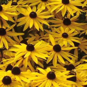 Rudbeckia Goldsturm