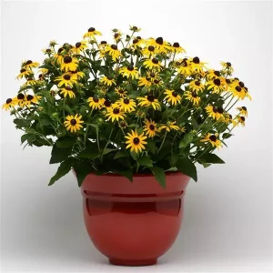 Rudbeckia Goldsturm