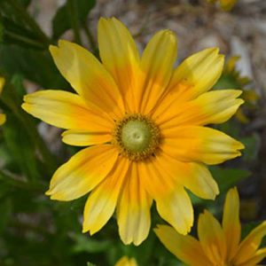 Rudbeckia Irish Eyes