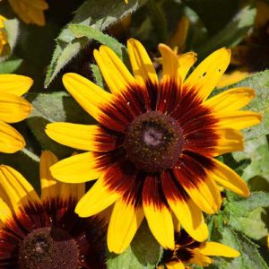 Rudbeckia Sonora