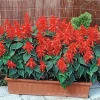 Salvia Lighthouse Red