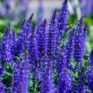 Salvia Queen Blue