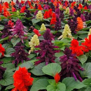 Salvia Sizzler Mix