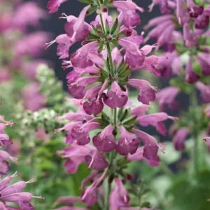 Salvia Summer Jewel Lavender