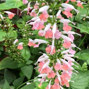 Salvia Summer Jewel Pink