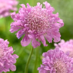 Scabiosa Japonica Ritz Rose