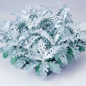 Silverdust Dusty Miller