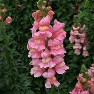 Snapdragon Rocket Pink