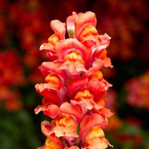 Snapdragon Snaptastic Orange Flame