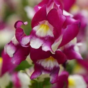 Snapdragon Snaptini Burgundy Bicolor